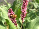 Bees on pink flowers with green leaves in the background Creeping Smartweed™ — Low-Growing, Native Groundcover with Pink Blooms & Pollinator Friendly