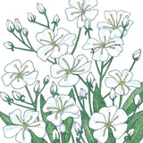 Baby's Breath (pack)