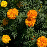 Orange marigold flowers with green leaves on a dark background
