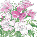 Sweet William (pack)