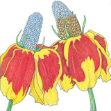 Mexican Hat (pack)