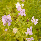 Close-up of Candytuft, Dwarf  with green leaves