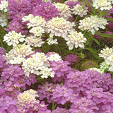 Close-up of pink and white Candytuft, Dwarf  with green leaves