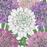 Candytuft, Dwarf (pack)