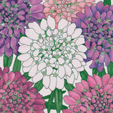 Pattern of pink, purple, and white Candytuft, Dwarf  with green leaves on a white background