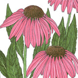 Coneflower, Purple (pack)