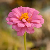 Zinnia, California Mix (lb)
