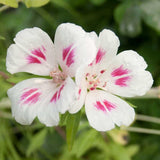 Godetia, Semi-Tall Single Mix with pink centers on a blurred green background