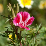 Pink Godetia, Semi-Tall Single Mix with green leaves on a blurred natural background