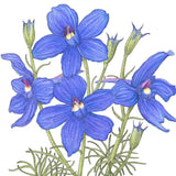 Larkspur Mixed Colors (pack)