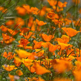 Field of Poppy, California Golden with a blurred background