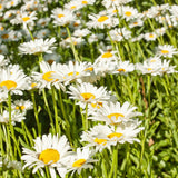 Close-up of white daisies with yellow centers in a field. Daisy, Shasta (pack)