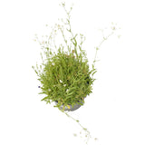 Low Growing Wildflower Mix (pack)
