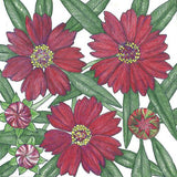 Coreopsis, Dwarf Plains Red (pack)