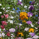 Colorful mix of wildflowers including orange, purple, white, and pink flowers. Shady Native Wildflower Mix