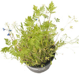 California Central Valley Wildflower Mix (pack)