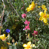 Southwest Native Wildflower Mix (1/4 lb) including yellow and pink ones amidst green foliage