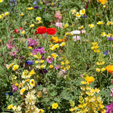 California Brilliant Wildflower Mix (pack)