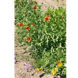 California Perennial Wildflower Mix (1/4 lb)
