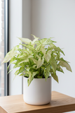 2 Syngonium Variety (Arrowhead Plant) / 4" Pot / Live Plant