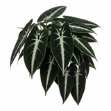 Syngonium wendlandii 'Black Velvet'