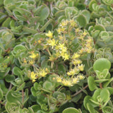 Chinese sedum