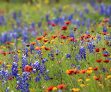Field of colorful wildflowers including bluebonnets, red poppies, and yellow daisies. Lone Star Native Wildflower Mix -  Bold Blooms. True Texas Roots.