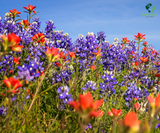 Field of blue and red flowers under a clear blue sky Lone Star Native Wildflower Mix -  Bold Blooms. True Texas Roots.