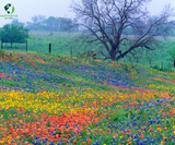 Colorful flower field with a tree and fence in the background, featuring the Earthwise logo. Lone Star Native Wildflower Mix -  Bold Blooms. True Texas Roots.