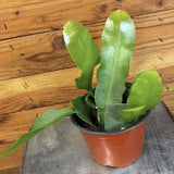 Epiphyllum Queen of the Night on a metal surface with a wooden background