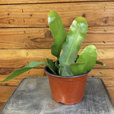 Epiphyllum Queen of the Night on a metal surface with a wooden background