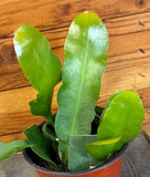 Epiphyllum Queen of the Night, 6" Plant