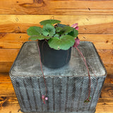 Begonia Strawberry Dark Form on a textured surface with wooden background