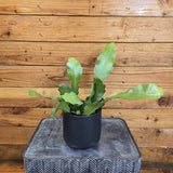 Epiphyllum Anguliger Beavertail Orchid Cactus on a textured surface with a wooden background