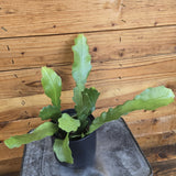 Epiphyllum Anguliger Beavertail Orchid Cactus on a metal surface with a wooden background