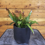 Epiphyllum Anguliger Fire Orchid Cactus on a wooden surface