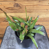 Epiphyllum Anguliger Fire Orchid Cactus on a wooden surface