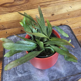 Pseudoripsalis Red Oval Orchid Cactus on a wooden surface