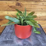 Pseudoripsalis Red Oval Orchid Cactus on a textured surface with a wooden background