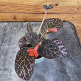 Small Episcia Cupreata Copper with red flowers on a wooden surface