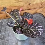Small Episcia Cupreata Copper with red flowers on a wooden surface
