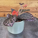 Episcia Cupreata Copper with decorative leaves on a metal surface with a wooden background