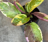 Potted Hemigraphis Variegated Waffle with green and purple leaves on a gray surface