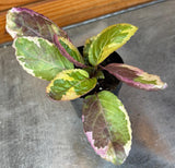 Small Hemigraphis Variegated Waffle with green and purple leaves on a gray surface