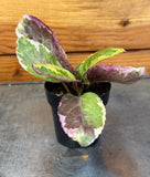 Potted Hemigraphis Variegated Waffle with variegated leaves on a wooden surface