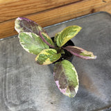 Small Hemigraphis Variegated Waffle with green and purple leaves on a metal surface with wooden background