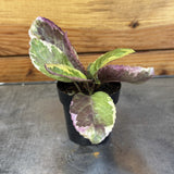Small Hemigraphis Variegated Waffle with green and purple leaves on a wooden surface