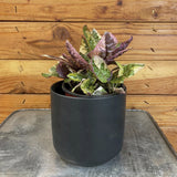 Hemigraphis Variegated Waffle with purple and green leaves on a metal surface with a wooden background