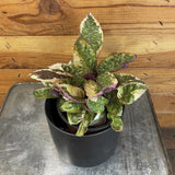 Hemigraphis Variegated Waffle with variegated leaves on a metal surface with a wooden background