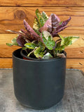 Hemigraphis Variegated Waffle with variegated leaves in a black pot on a wooden surface